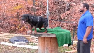 Young Rottie bite work on the table