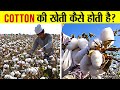 कपास की खेती ने कैसे किसानो को बनाया लखपति | Kapas ki kheti | Cotton farming Full Process Explained