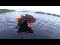 ПОДВОДНАЯ ОХОТА В КОЛЬСКОМ ЗАЛИВЕ НА КАМБАЛУ / SPEARFISHING IN THE KOLA BAY FOR FLOUNDER