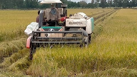 Máy Cắt Lúa Màu Nhạc thiếu nhi I Máy Gặt Đập Liên Hợp