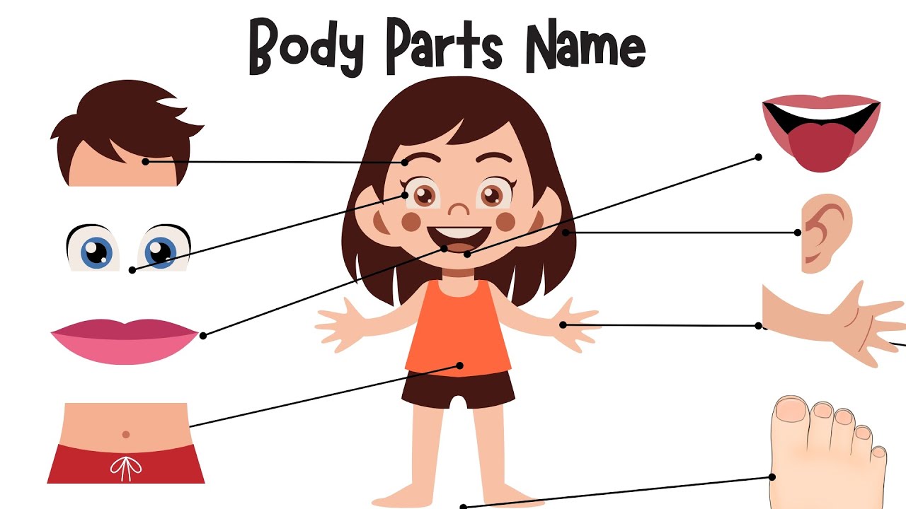 human body parts name with picture for kids