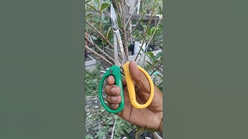 ASMR cutting with scissors bonsai tools #asmr #mjbonsaidaily #shorts #bonsai #yearofyou