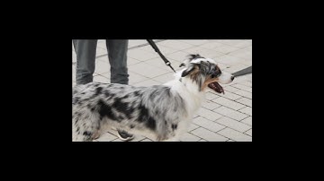 A Kickstarter Project We Love: Fetchly