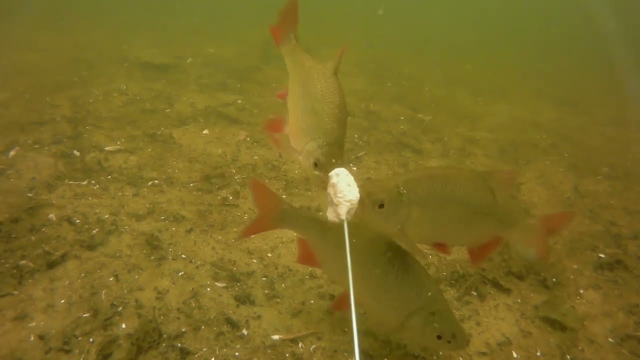 Unterwasserkamera Hungrige Rotfedern im Großen See Pinnow YouTube