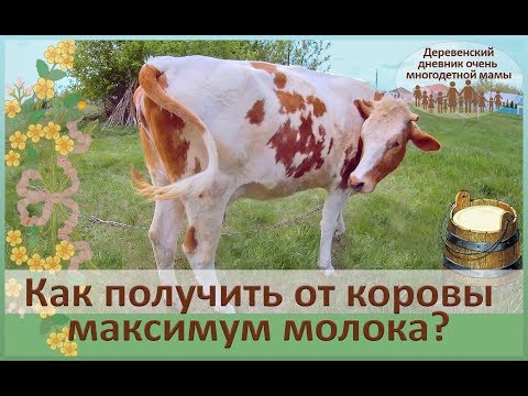 Правильное кормление и содержание коров молочного направления. Подготовка к отёлу нетеля.