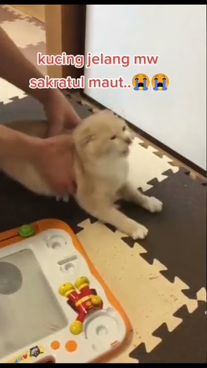 Ya Allah nyesek 😭 detik² kucing sakaratul maut