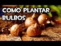 Como plantar Bulbos en Macetas | Muy fácil