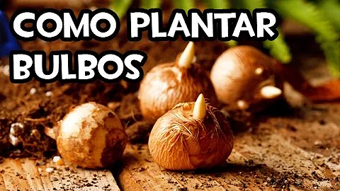 Como plantar bulbos em vasos?