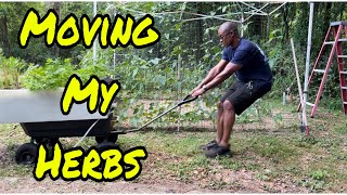 Moving my herbs (Episode 92) by The Amateur Aquaponics Guy 76 views 2 weeks ago 6 minutes, 52 seconds