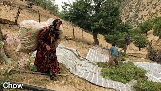 "The Resilient Lady: A Widow Collecting Weeds from the Field"