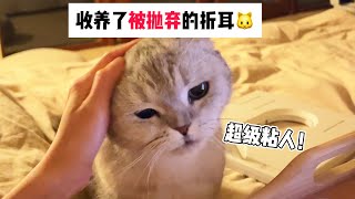 【喵来啦】后续：邻居家的猫归我了 by 喵來啦 23,873 views 4 months ago 2 minutes, 37 seconds