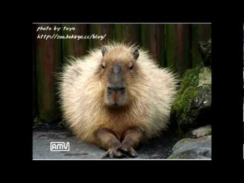 星に願いを　弾き語り　【ぱれっと】