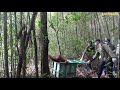 Orangutan pegi back to nature at the lamandau wildlife sanctuary