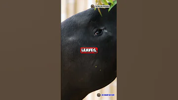 🐗 The Brazilian Tapir – The Jungle’s Gentle Giant! 🌿🔥