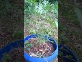 Wermut Steckiforschung Part 3 #garten