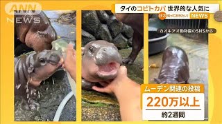コビトカバのムーデンちゃん　むっちりとした愛らしいフォルムで世界的な人気に　タイ【知っておきたい！】【グッド！モーニング】(2024年9月26日)