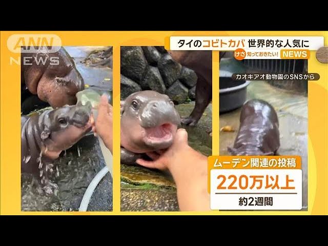 コビトカバのムーデンちゃん むっちりとした愛らしいフォルムで世界的