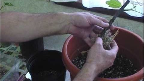 How to grow a fig tree from a cutting part 3
