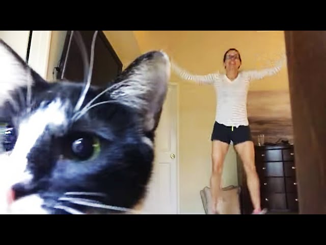 FUNNY CAT MEMES COMPILATION OF 2022 PART 74 