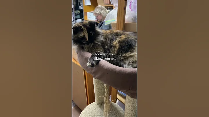 Watch the video about My beautiful Two Faced Mainecoon mix Luna with some great advice - Cat Video from Your Crystal Shop