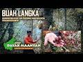 Buah Hutan Ini Hampir Punah! Cara Tradisional Dayak Maanyan Memanen Buah Hutan Langka