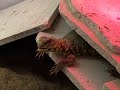 UROMASTYX MAKE GREAT PETS