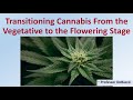 Transitioning cannabis from the vegetative to the flowering stage