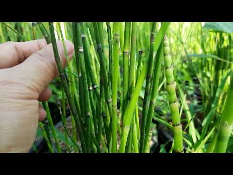 Video: Horsetail Weed Killer - Pag-alis ng Horsetail Weed Sa Mga Hardin