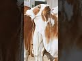 #qurbani #eid #viral #animals #sukoon #cowcow #beautiful#beautiful