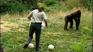 Playing Football with Gorillas | The Zoo Keepers | BBC Earth