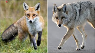 Is that fox or a coyote in your backyard? Here's how to tell.