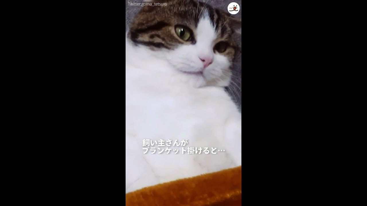 仰向けに寝る子猫ちゃんに毛布をかけてあげると こんな幸せそうな表情見たことない エンタメウィーク