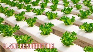 Plant Reproduction Cycle | Plant Life Cycle | germination in plants | flowering&non flowering plants