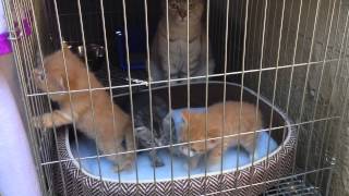 Kitten rescues