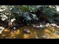Patos en realidad virtual | Zoológico de Guadalajara | Episodio #18