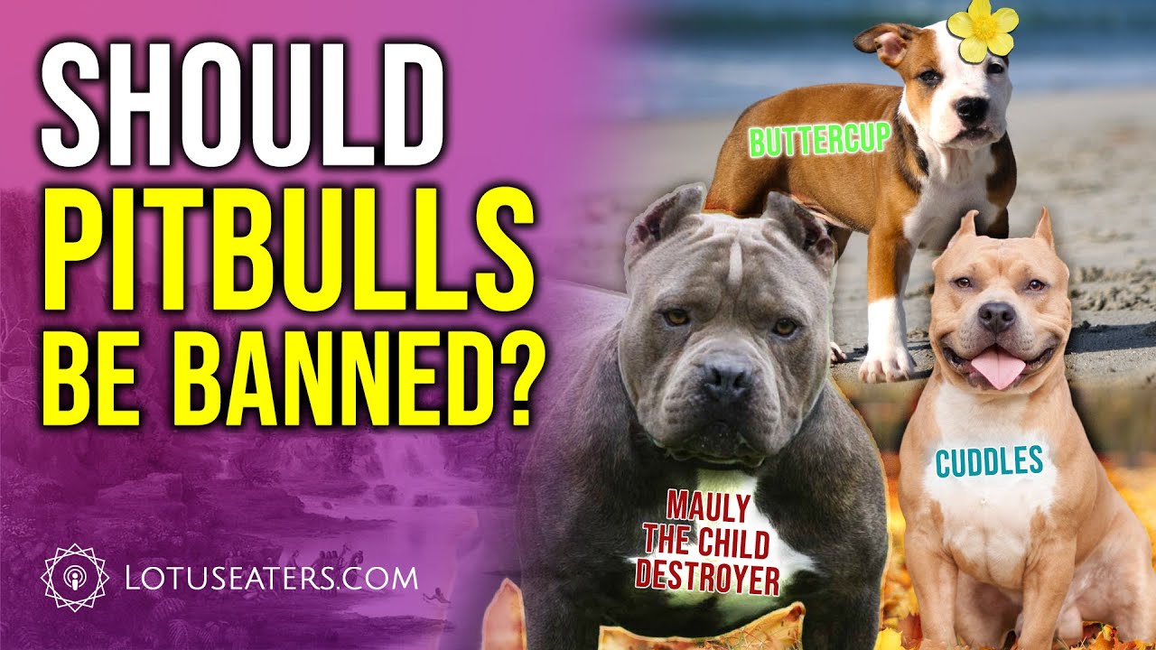 The Pitbull Debate