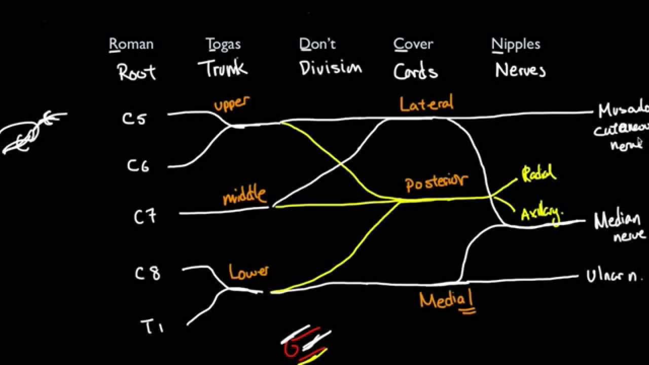 The Brachial Plexus In 5 Mins Youtube