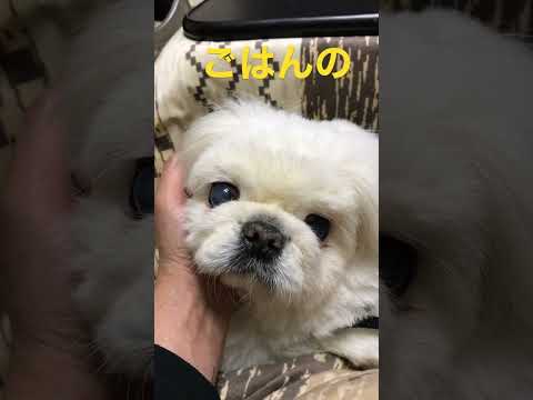 何を思っているのかな #ペキニーズ  #pekingese