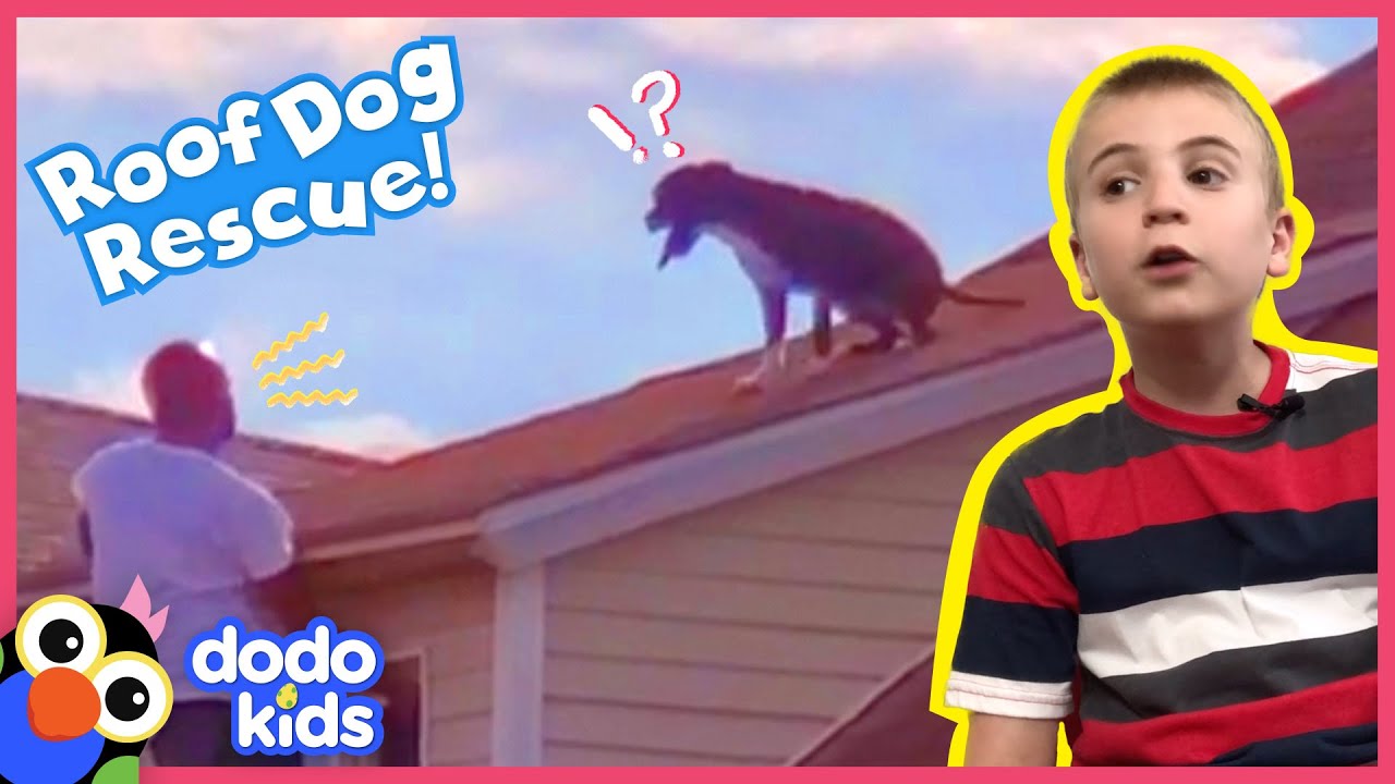 Neighborhood Hero Saves Dog Stuck On The Roof Of His House 😱 | Rescued ...