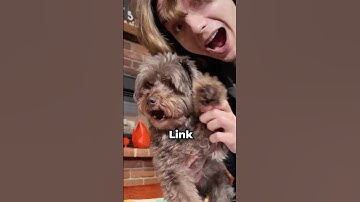 Can My Dog Win in Mario Kart?