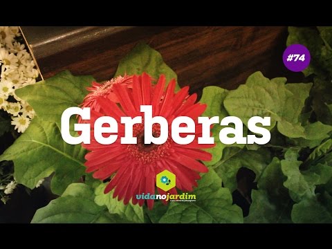 Vídeo: Gérberas De Jardim (34 Fotos): Plantio E Cuidado. Como Cultivar Gérberas No País? Como Plantar Mudas? Quando Semear Ao Ar Livre?