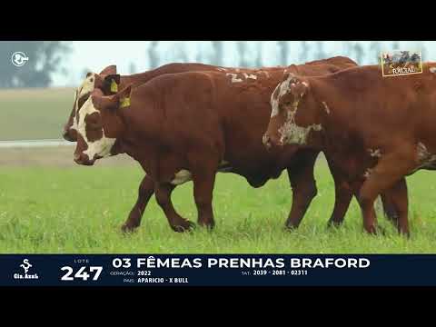 LOTE 247   TAT 2039, 2081, 02311 F Braford