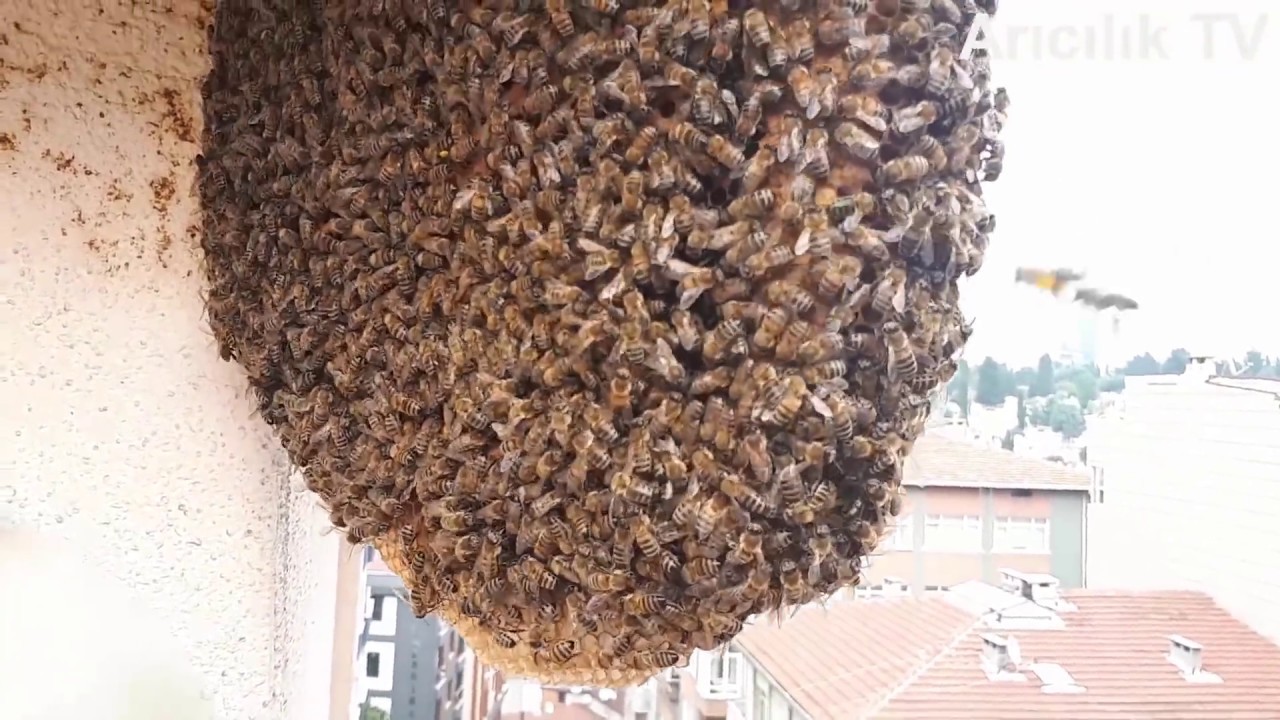 Apartmanın 6.Katından Arı Oğulunu Aldık (Bal Avcısı 2.Bölüm)