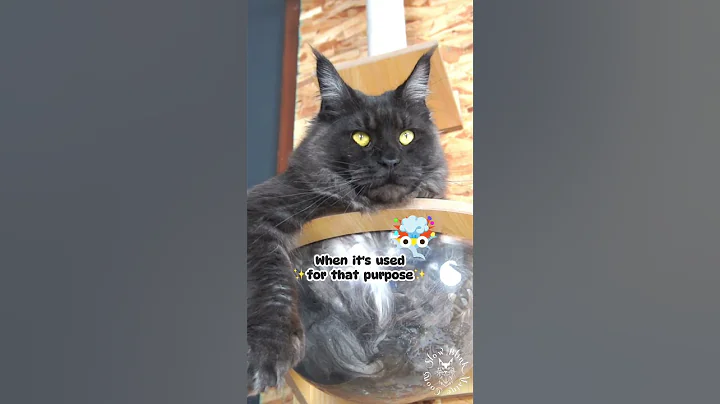 Video 3999951: mainecoon cats cute catlover, mainecoon cutecat catlover, cute maine coon cat, funnycatvideos mainecoons, coon cat funny cute