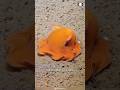 Dumbo Octopus ЁЯРЩ Cutest Deep Sea Dweller Dumbo Octopus ЁЯРЩ Cutest Deep Sea Dweller