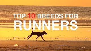 TOP 10 DOG BREED FOR RUNNERS