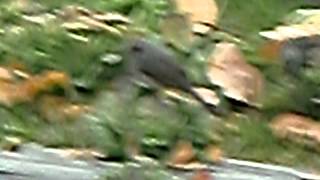 CIMG1747.AVI