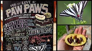 For the Love of Paw Paws Kickstarter Video