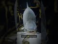 Blobfish: Deep Sea Secret #Shorts #Mystery