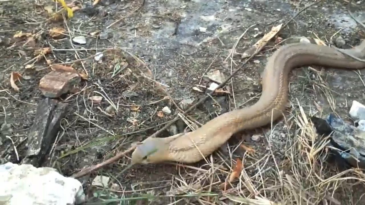 King Cobra in My Home I Caught a Big Cobra In Home YouTube